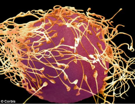Human sperm surrounding an egg.png