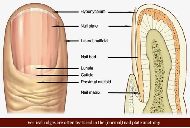 WARNINGS Your Fingernails May Be Sending 1.png