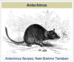 Antechinus - Copy (2).jpg