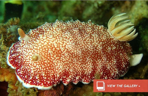 a sea slug 2.jpg